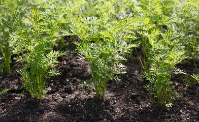 Obraz premium わさびの葉