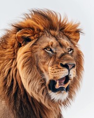 Fototapeta premium Mystic portrait of African Lion, copy space on right side, Anger, Menacing, Headshot, Close-up View Isolated on white background