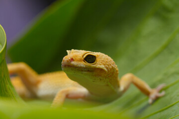 Leopard Gecko on yellow background.Leopard gecko lizard, close up macro on nature background.
