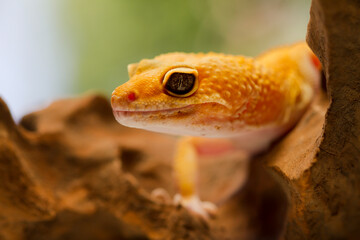 Leopard Gecko on yellow background.Leopard gecko lizard, close up macro on nature background.