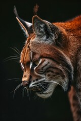 Fototapeta premium Mystic portrait of lynx caracal in studio, copy space on right side, Anger, Menacing, Headshot, Close-up View Isolated on black background