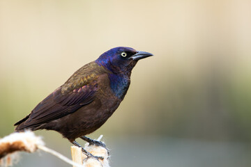 Common grackle is sitting on a yellow reed at the pond in spring.