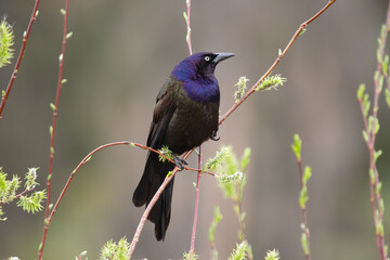 Common grackle is sitting on a willow branch at the pond in spring.
