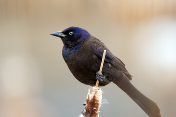 Common grackle is sitting on a yellow reed at the pond in spring.