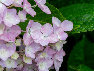 雨に濡れた赤紫色の紫陽花