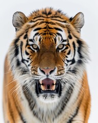 Fototapeta premium Mystic portrait of Siberian Tiger, copy space on right side, Anger, Menacing, Headshot, Close-up View Isolated on white background