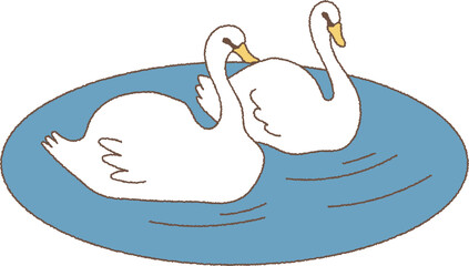 池で泳ぐ白鳥