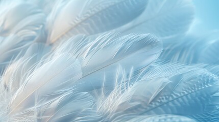 Fototapeta premium Close-up view of white goose feathers, every detail in focus, light blue backdrop, isolated background, studio lighting