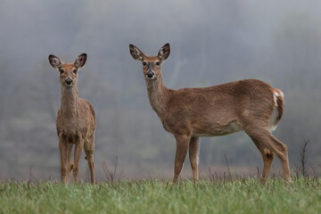 Obraz premium Deer in the Grass