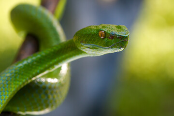Trimeresurus albolabris Green pit vipers or Asian pit vipers, green snake on branch with natural background 