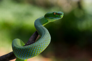 Obraz premium Trimeresurus albolabris Green pit vipers or Asian pit vipers, green snake on branch with natural background 