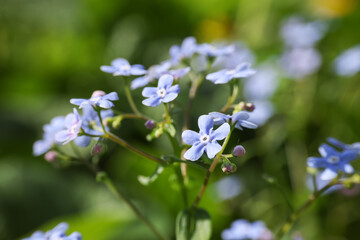 Beautiful forget-me-not flowers growing outdoors, closeup. Spring season
