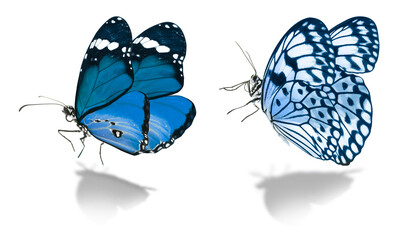 Blue butterflies on white background. Beautiful insect