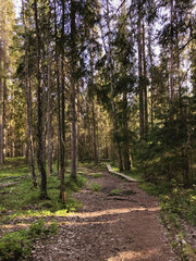 Fototapeta premium Empty path in a pine forest