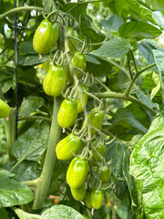 Tomatoes grown in a greenhouse