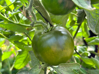 Tomatoes grown in a greenhouse
