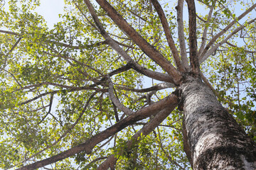 Big and tall tree with branches