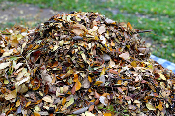 Brown dried leaves of rain tree. Dried leaves for composting