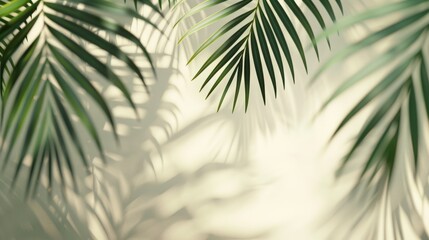 Obraz premium Blurred shadow from palm leaves on light cream wall. Minimalistic beautiful summer spring background for product presentation. 