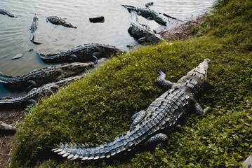 Cocodrilos en orilla de lago