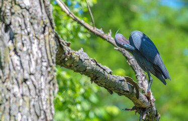 Closeup of a little blue heron perched on a tree branch preening.
