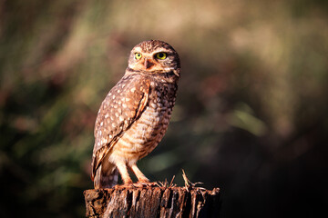 burrowing owl