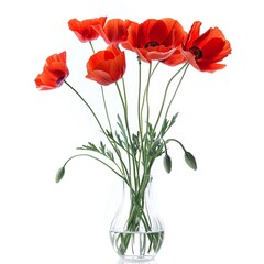 Obraz premium A bouquet of vibrant red poppies in a clear glass vase, isolated on a white background.