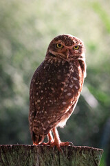 burrowing owl