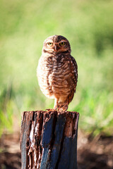 burrowing owl