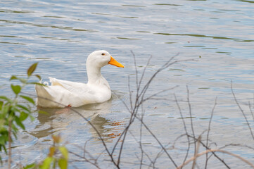 Closeup of a pekin duck.