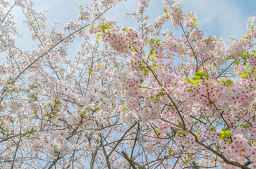 桜と青空