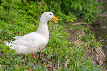 Closeup of a pekin duck.