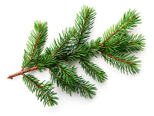 pine tree branch isolated on a white background in a close up. Christmas green spruce with foliage and small buds 