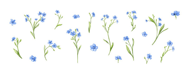 Small tiny white blue flowers forget me not meadow herbs floral botanical wedding design watercolor ecological illustration set clipart