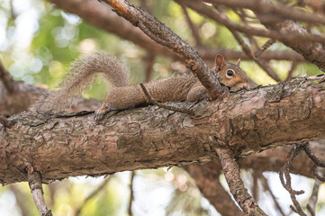 Closeup of a squirrel in a tree.