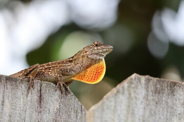 Lizard on a Fence