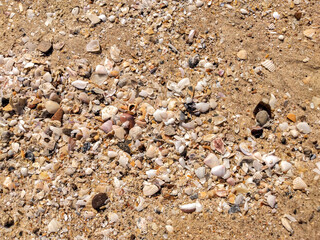 shells on the sand