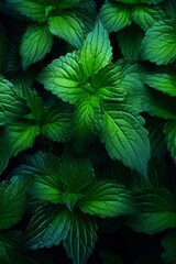 Botanical Serenity Dark Green Leaves Creating a Calm Wallpaper Ambiance