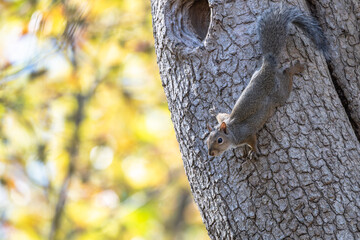 Closeup of a squirrel in a tree.
