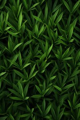 Naklejka premium Leafy Canopy Close-Up of Dark Green Foliage for Enchanting Backgrounds