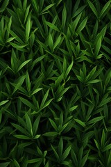 Leafy Canopy Close-Up of Dark Green Foliage for Enchanting Backgrounds