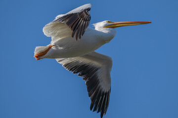Closeup of an American white pelican in flight.