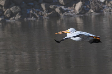 Closeup of an American white pelican in flight.