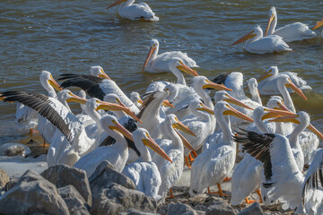 Flock of American white pelicans.