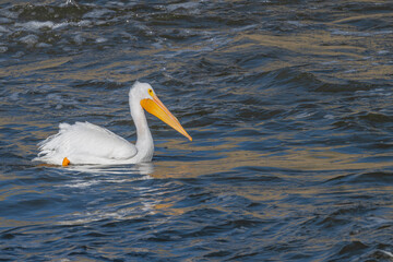 Closeup of an American white pelican in flight.