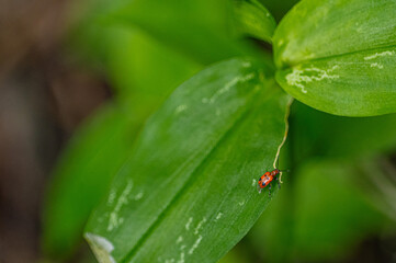 ladybug on leaf