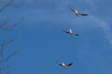 American white pelicans in flight.