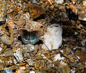 Butterfly at the creek