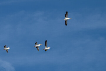 American white pelicans in flight.