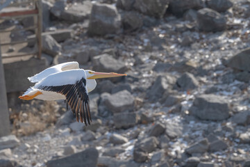 Closeup of an American white pelican in flight.